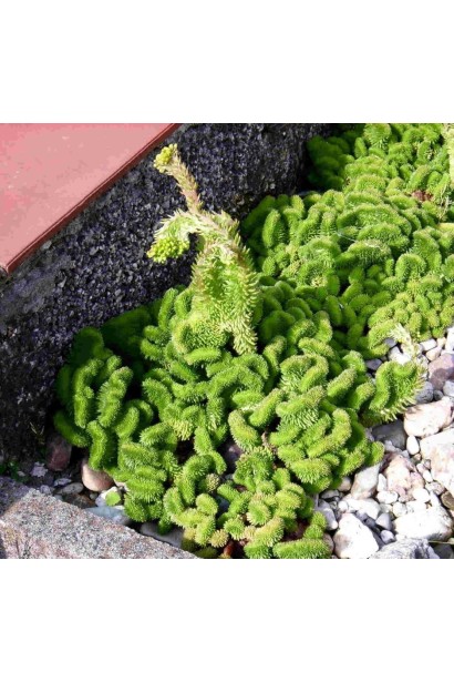 Очиток гірський Кристатум